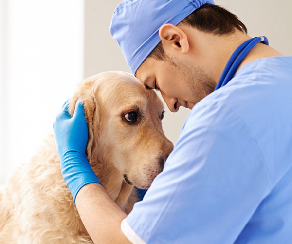 Відео-ендоскопія