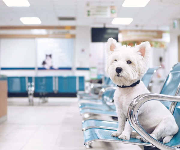 Чіпування та оформлення документів для виїзду за кордон