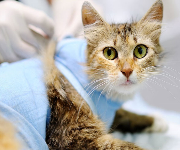 Кастрація, Cтерилізація