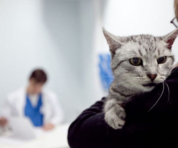 Терапія в умовах клініки