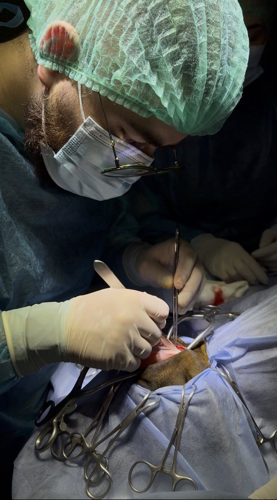 Нейрохірургія для тварин: порятунок та відновлення при складних патологіях